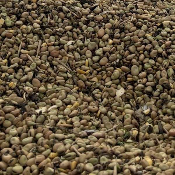 Agrícola Son Burixó - Llegums - Favó