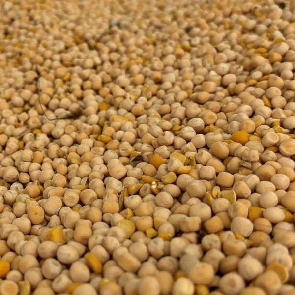 Agrícola Son Burixó - Llegums - Pesols